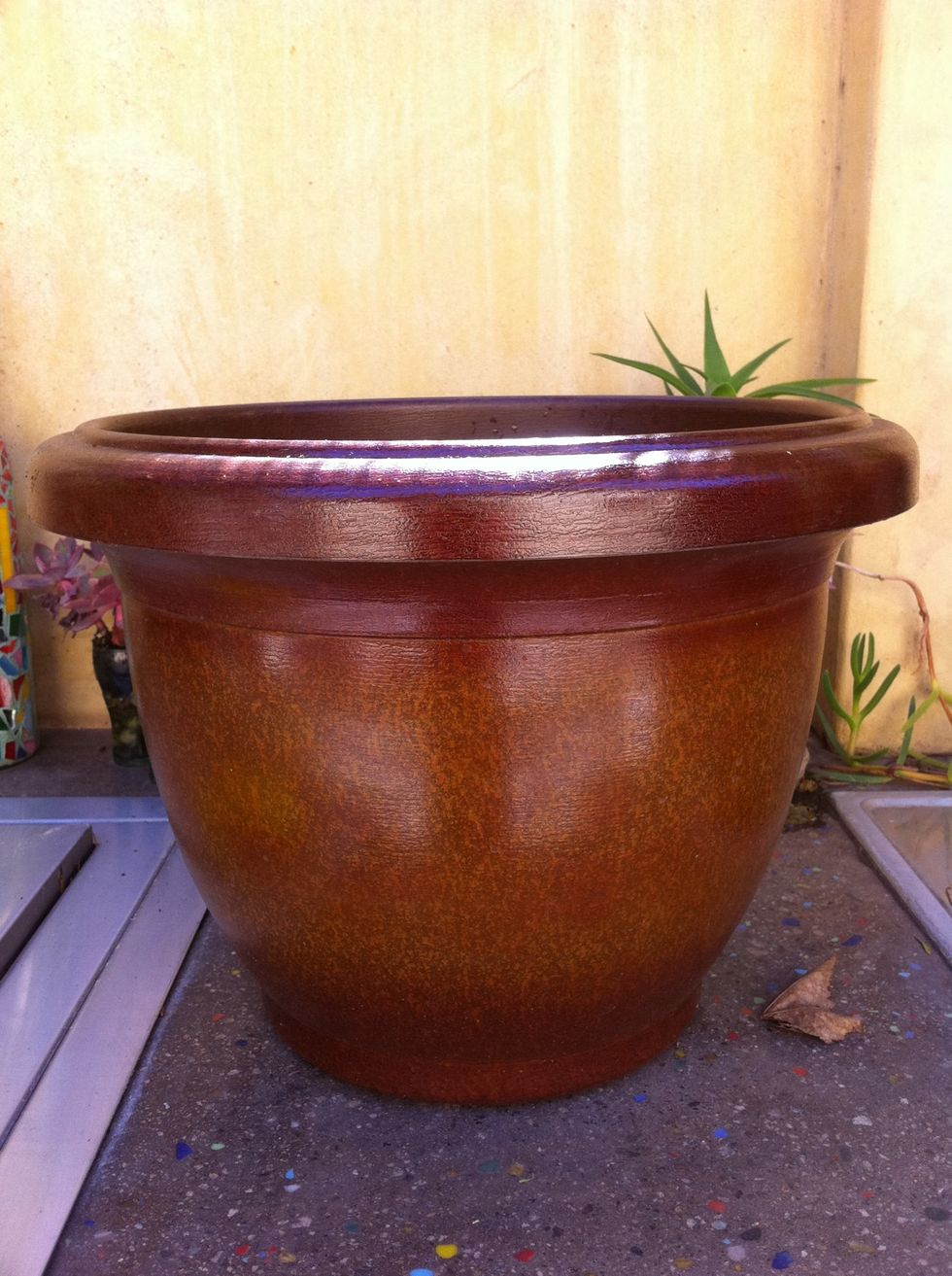 This 15 gallon beauty cost me 9 dollars at Ralphs Market! Look for blow out sales at market floral dept after holiday. Read about my other gardening "steal" at http://www.EdenmakersBlog.com/?p=579