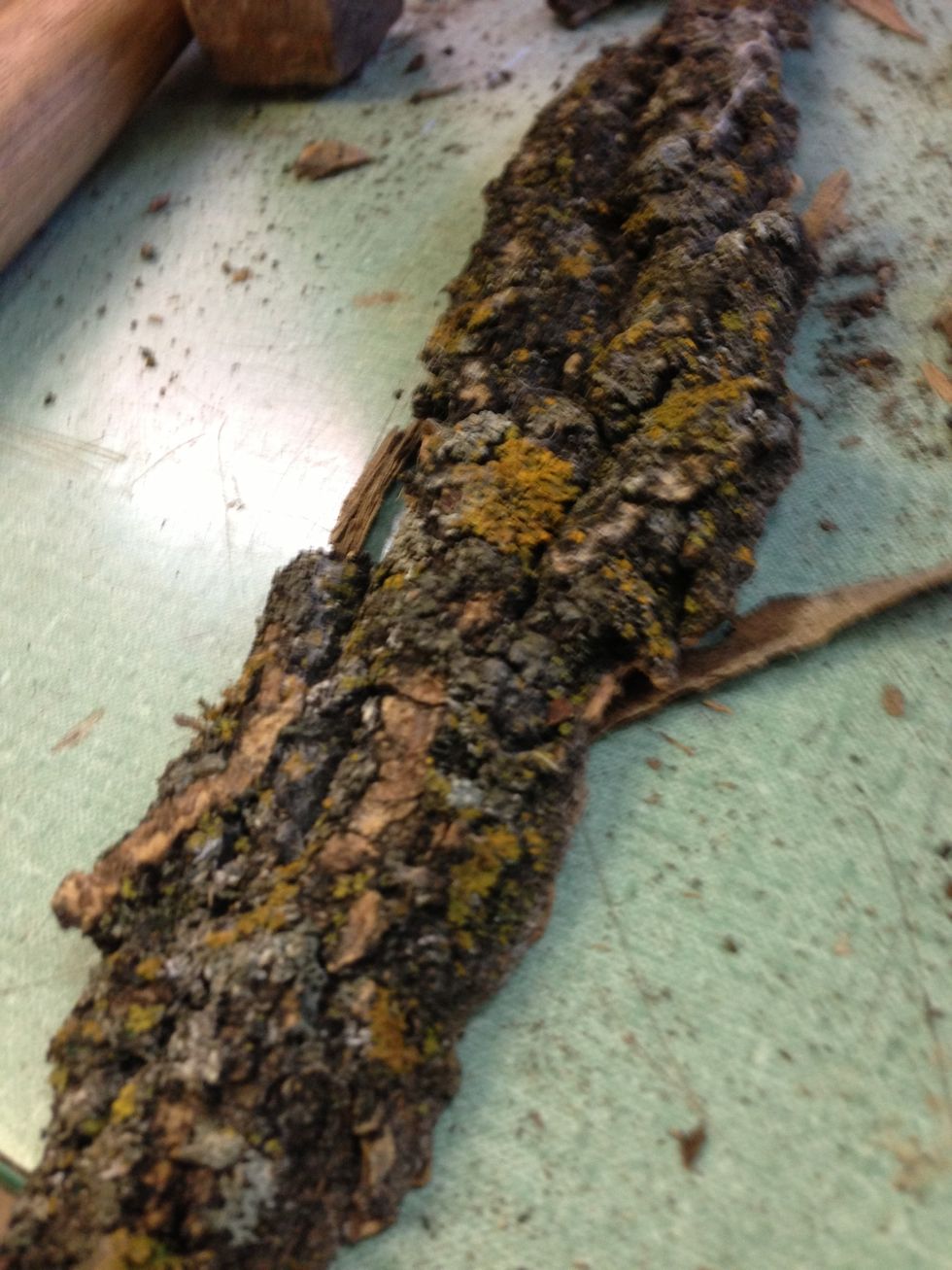 This bark has a lot of moss growth and will look great on the chair.