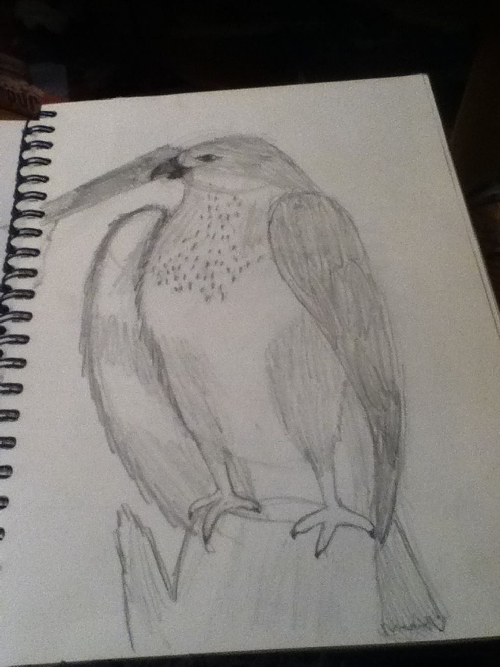 This bird was the drawing I eventually used for my final piece