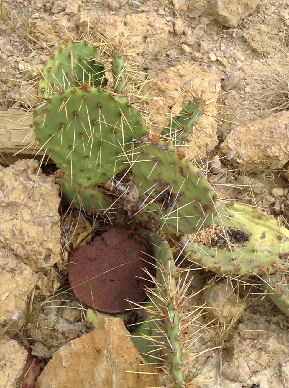 This cactus has been living in this sandy area, I wonder how it survived out here does it need water?