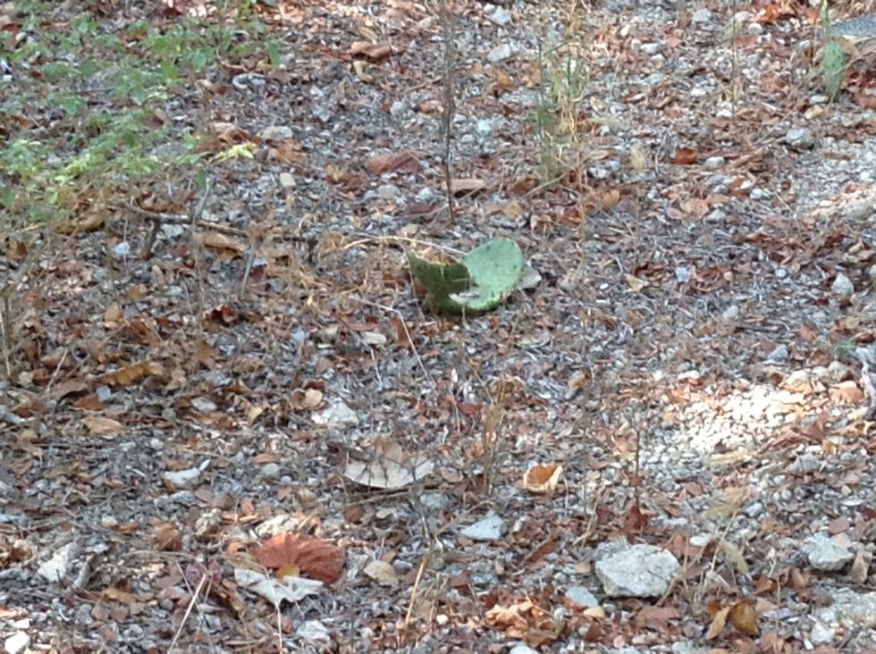 This cactus is most likely not fully grown so it cannot contain a lot of water.