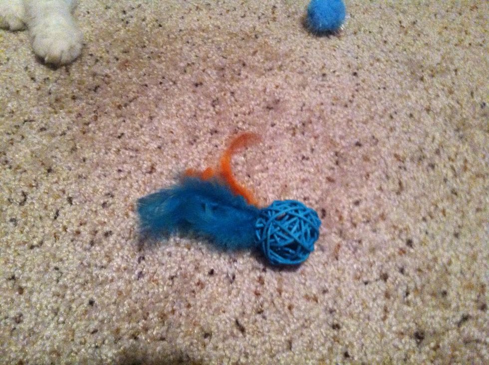 This can be interesting as your cat may get surprised by the noise of the bell.