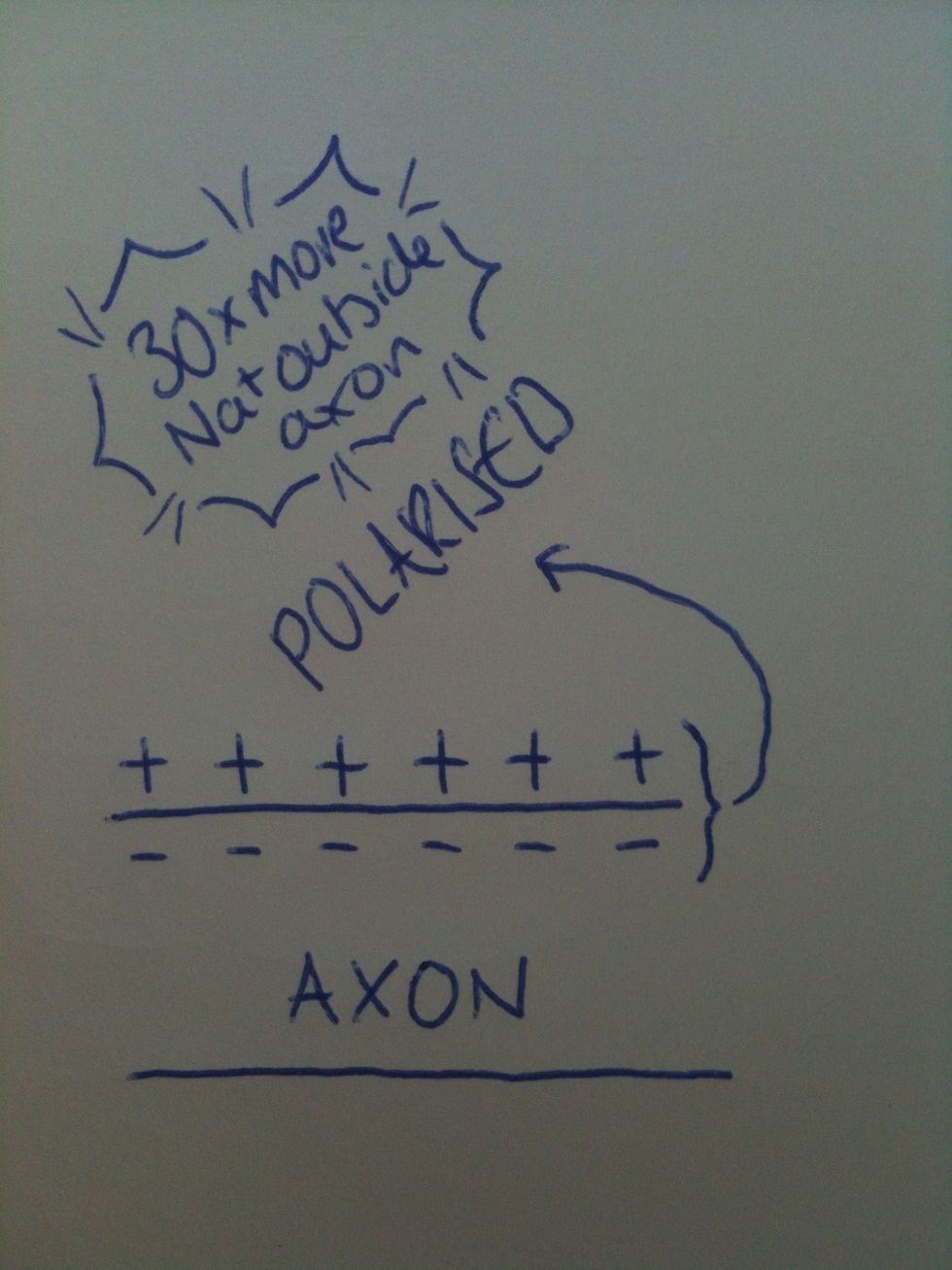 This creates a polarisation; because there are 30x more Na+ molecules outside the axon, there is a positive charge outside and a negative charge inside. The potential difference is -70 millivolts.