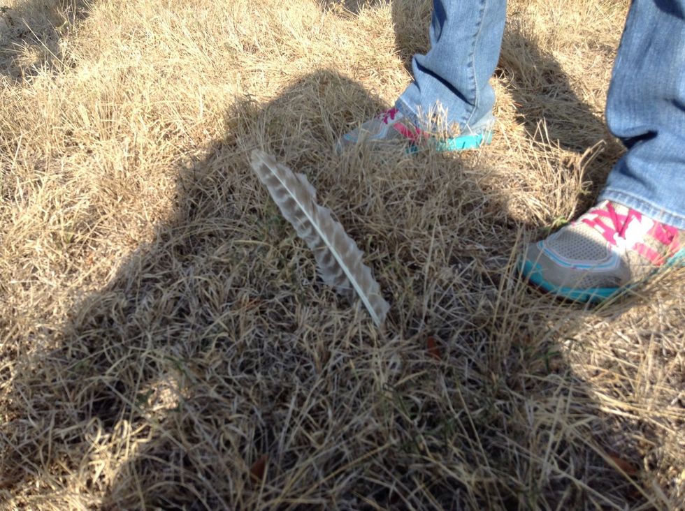 This feather came off of a big bird you can tell because the feather is thick,long and big.