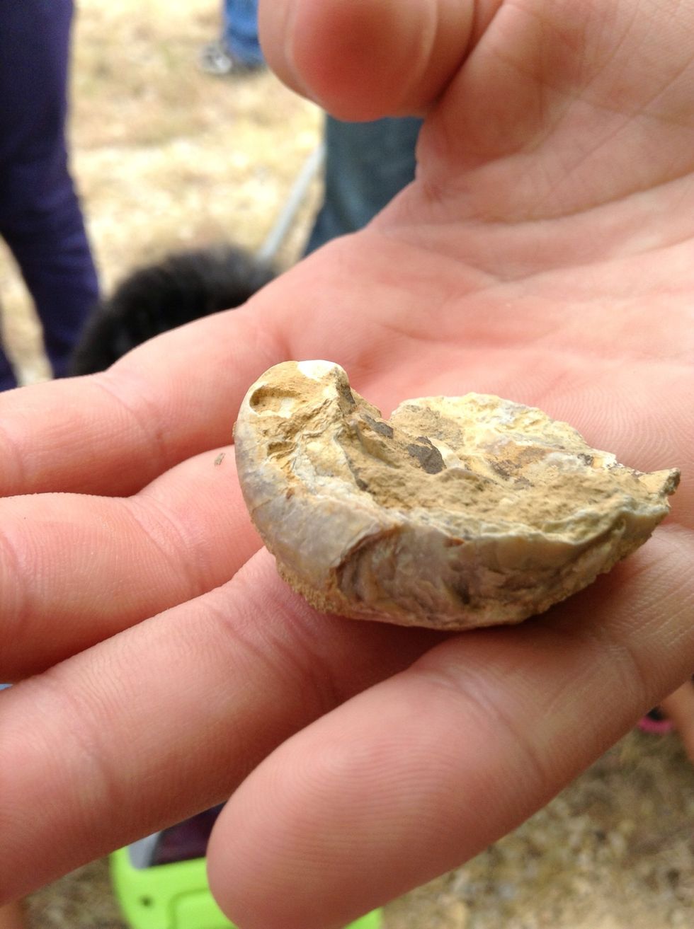 This fossil is a shell something interesting about it is that it has many other shells in side of it!