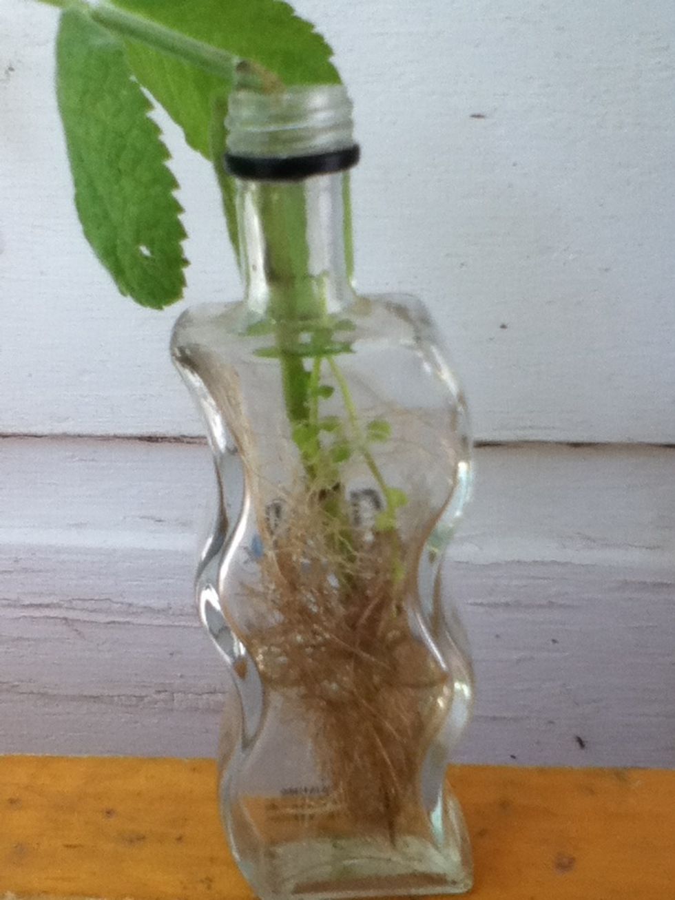 This guy went too long waiting for me to replant him! YIKES! Kind of dark, but can you see all the roots he grew? Just in a little water! I'll be tugging his lil' fat butt outta there very carefully!