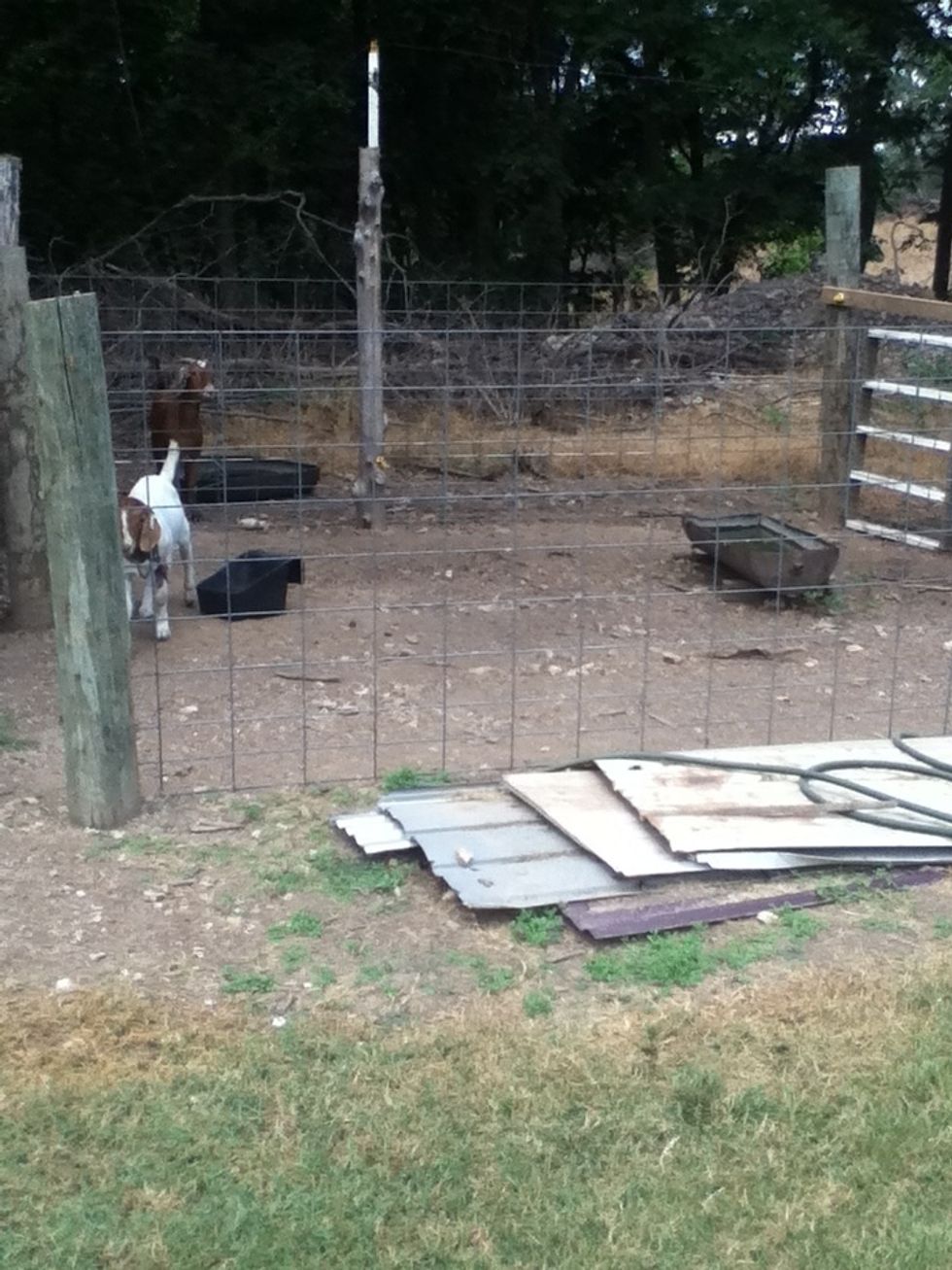 This is a about the size of pin i use to get the goat used to what they will be in at the show/fair