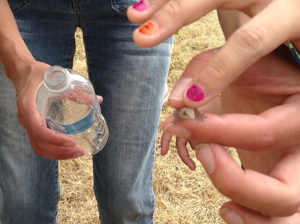 This is a baby gecko and we should like it because it is nature.