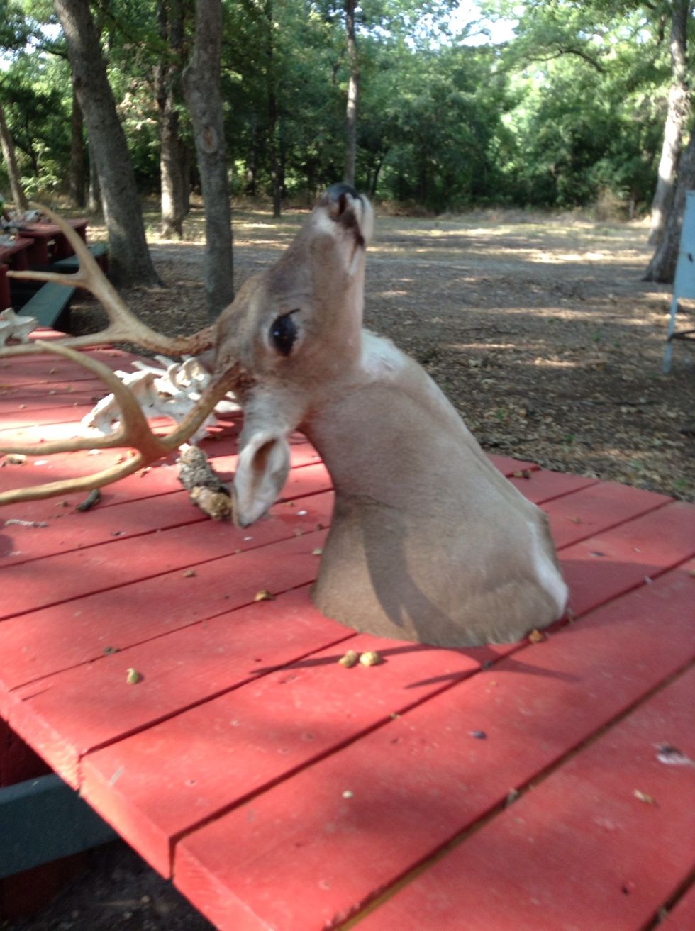 This is a deer head that is real and I was allowed to Though it . Also it was a weird as how it was posed it looked liked it ran into a red table and got stuck . I loved it ,so I took snap.