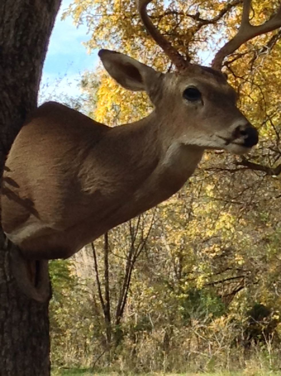 This is a deer head