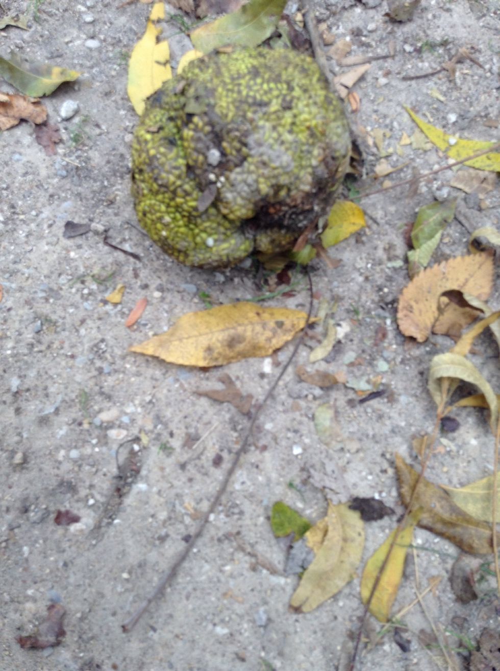 This is a horse apple