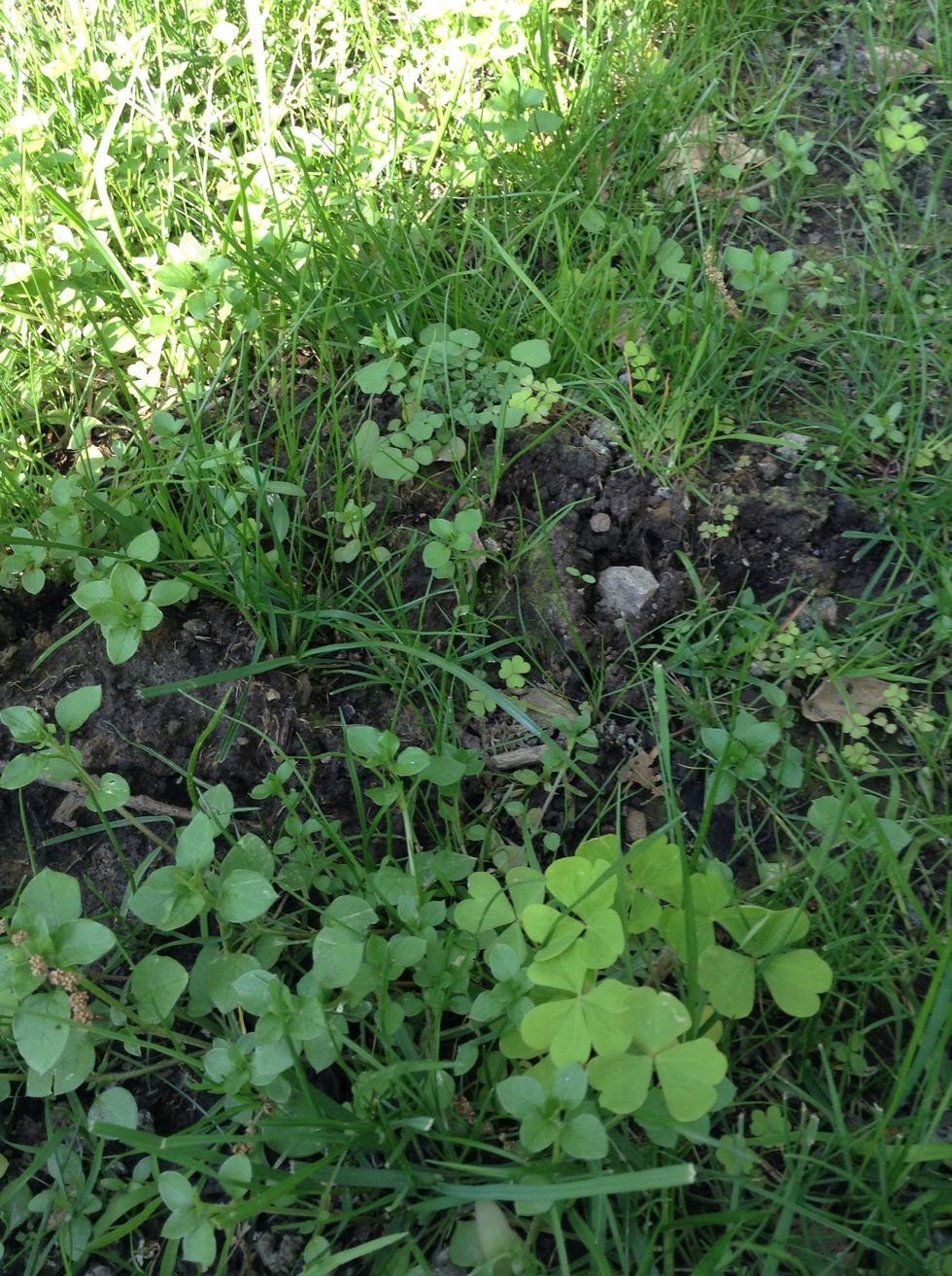This is a mole hole. This is an example of erosion. The mole eroded the ground to make a home