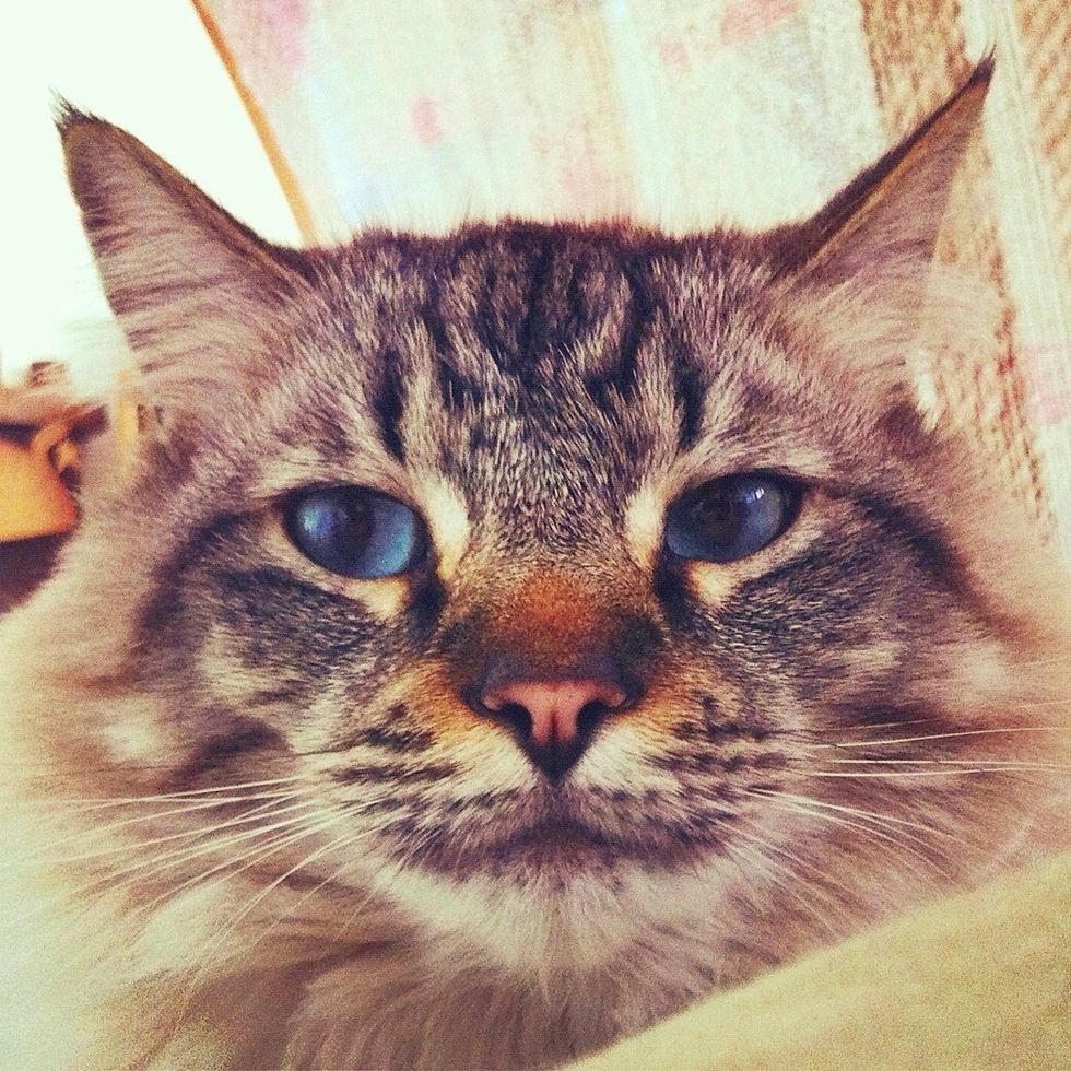 This is a picture of my cat, Billy. I simply took this picture with my iPhone 4, and with some of the editing apps i got installed, this is my output; Pretty good, right?