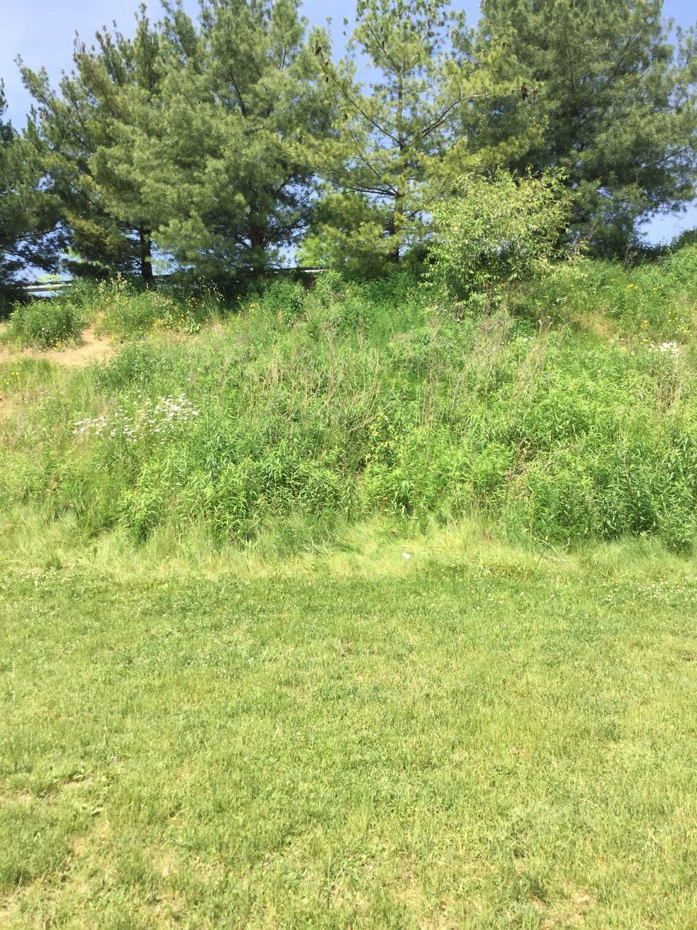 This is a picture of plants. We found it outside at school. We think this can stop erosion.----------->