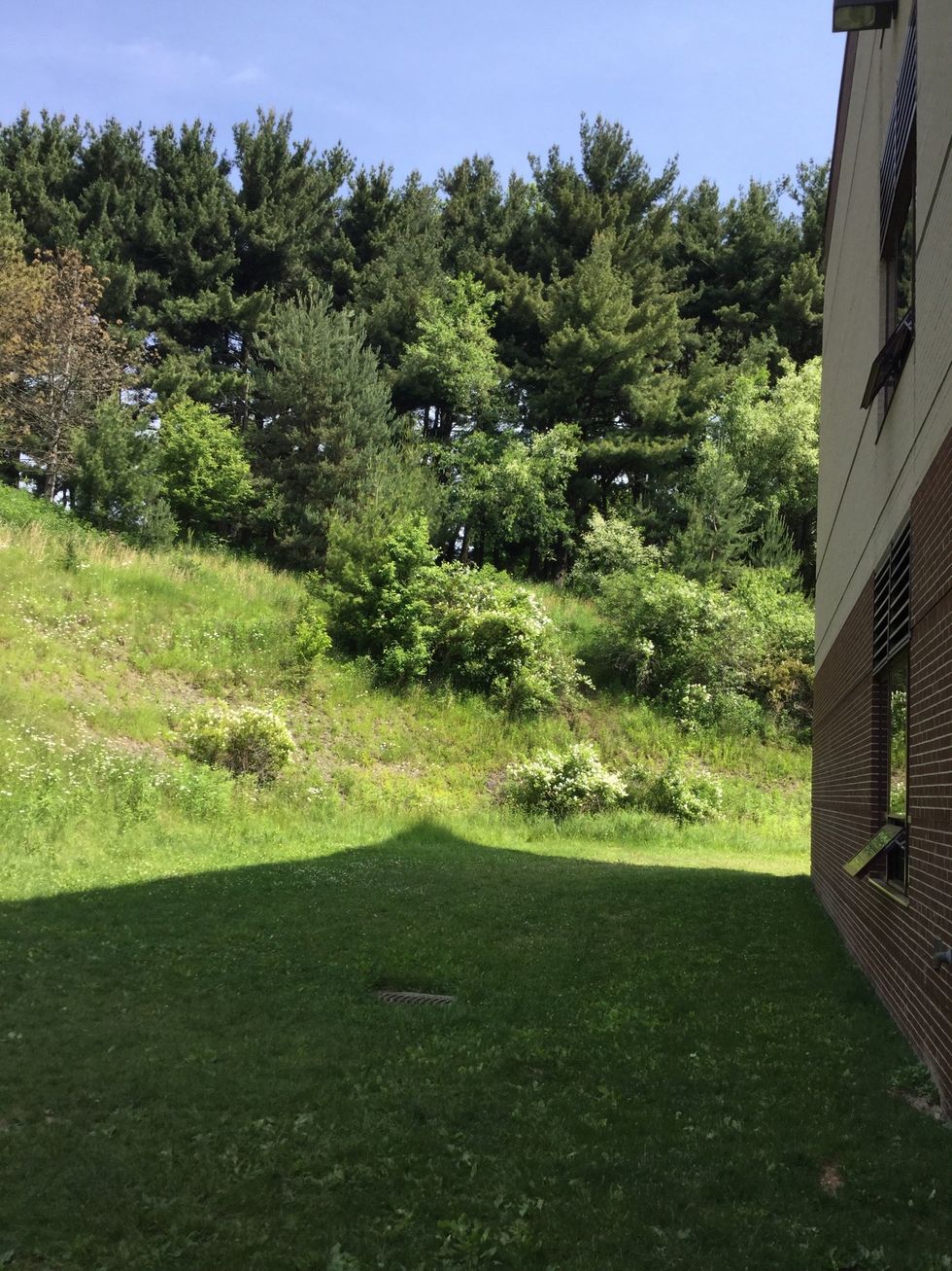 This is a picture of trees. We found it at school outside. This can help stop erosion. ------>