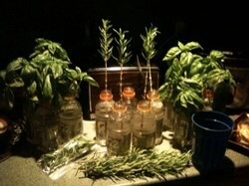 This is a picture of what my Basil and Rosemary looked like after cutting and placing into small plastic bottle to begin growing their roots.