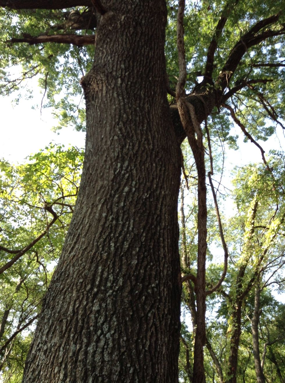 This is a pretty big tree.Can you guess what tree it is?Well it's a oak tree.It has vines hanging down it!I wonder how many feet it is?Maybe you will find out.