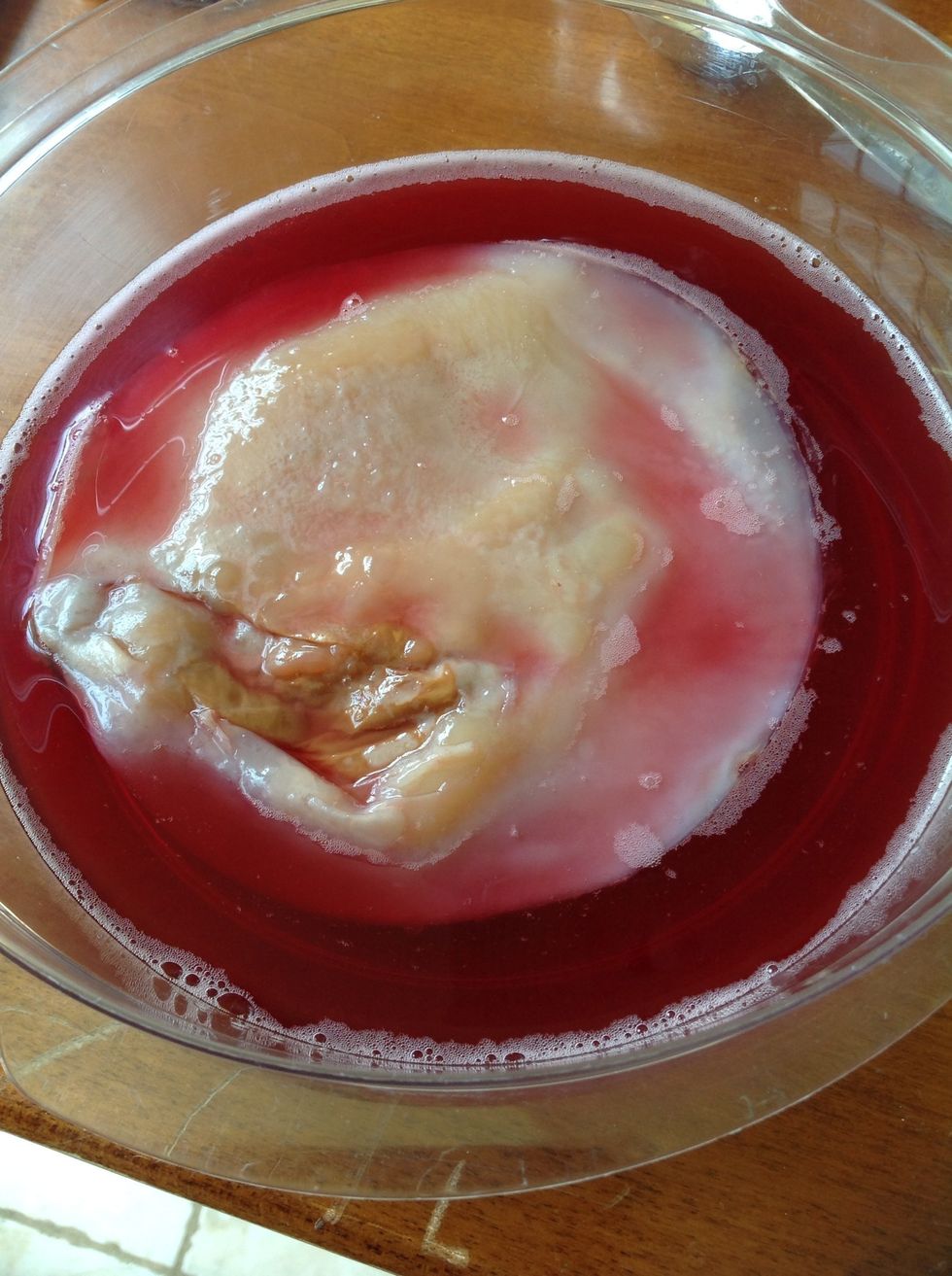 This is a SCOBY (Symbiotic Culture Of Bacteria & Yeast). You can get one from a kombucha brewing friend, order online, or you can make your own. Making your own is easy but may take 7-10 weeks.