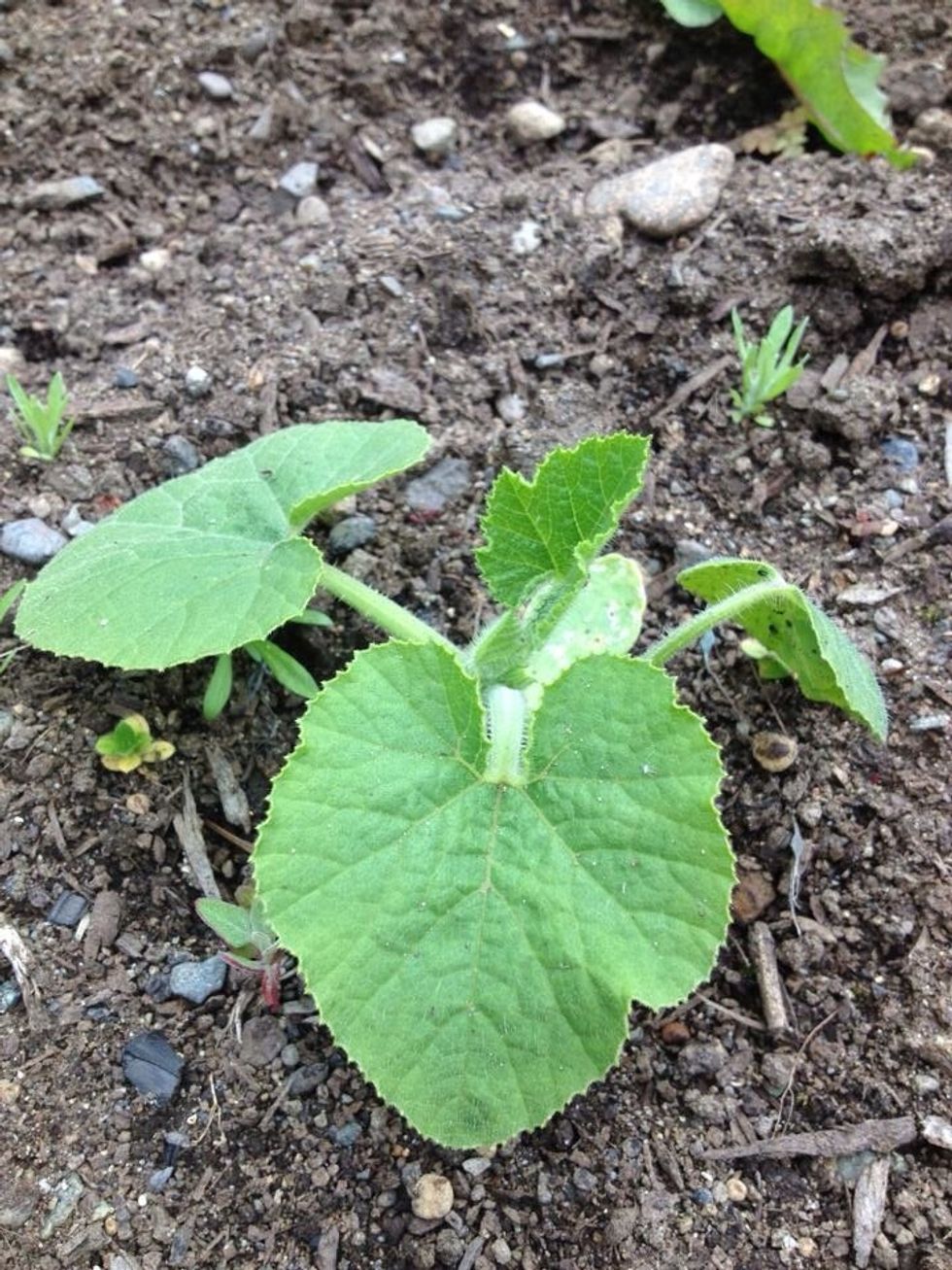 This is a seed that sprouted into a pumpkin plant ;)