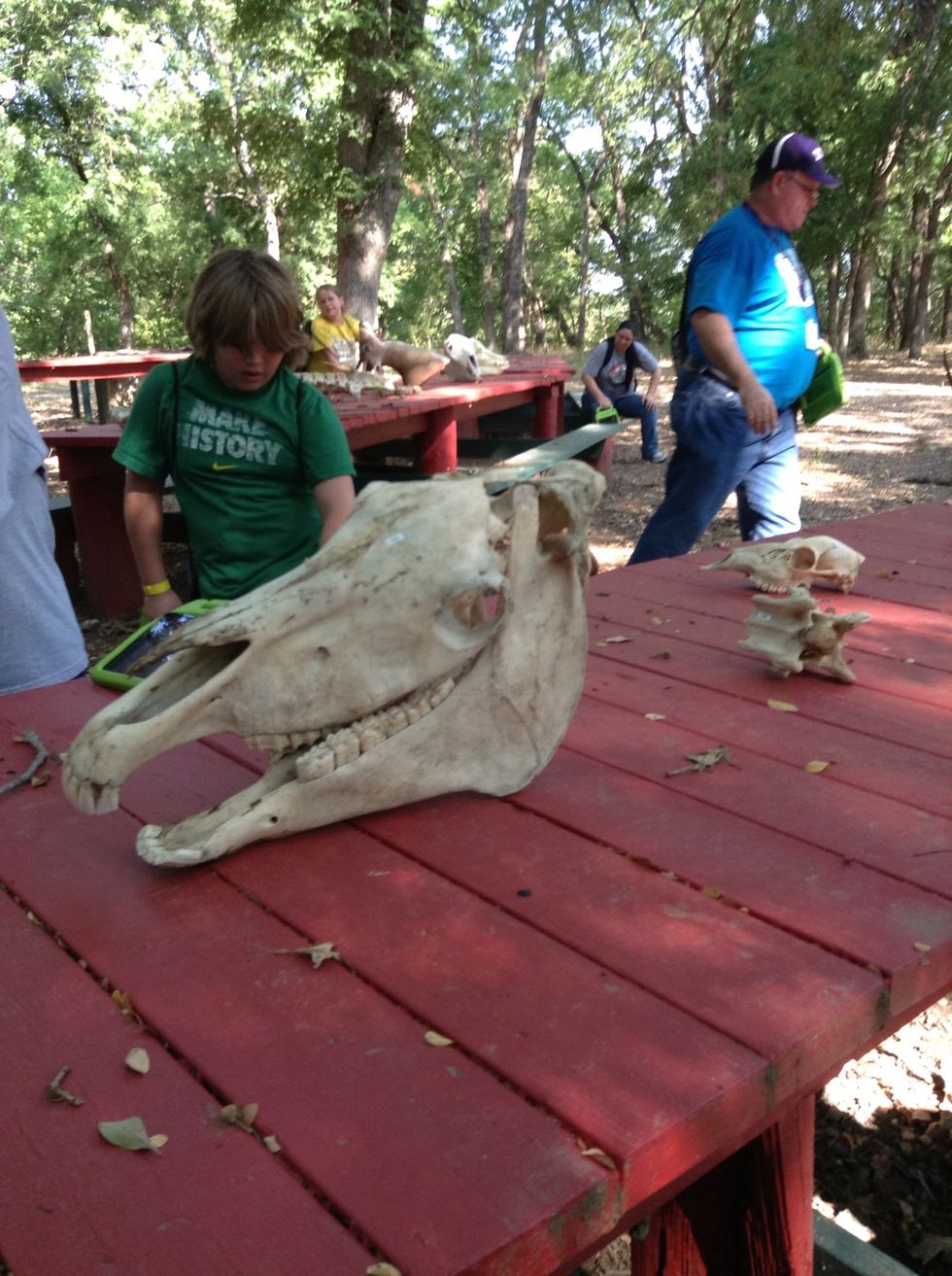 This is a skull of a cow,can you beleave   that a cows head would be so big!