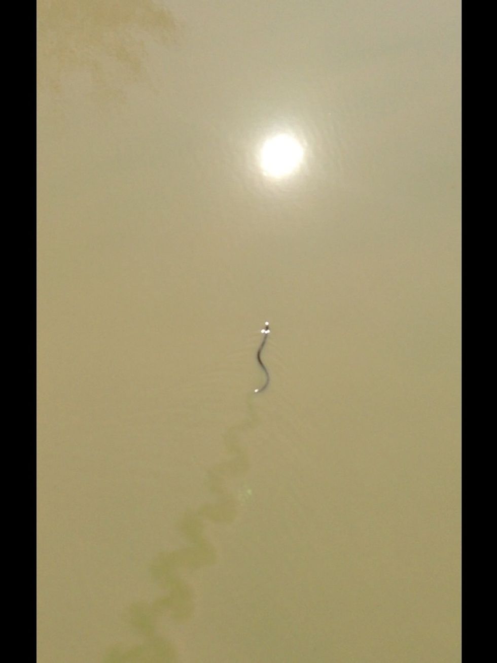 This is a snake we saw swimming in the river at the OLC