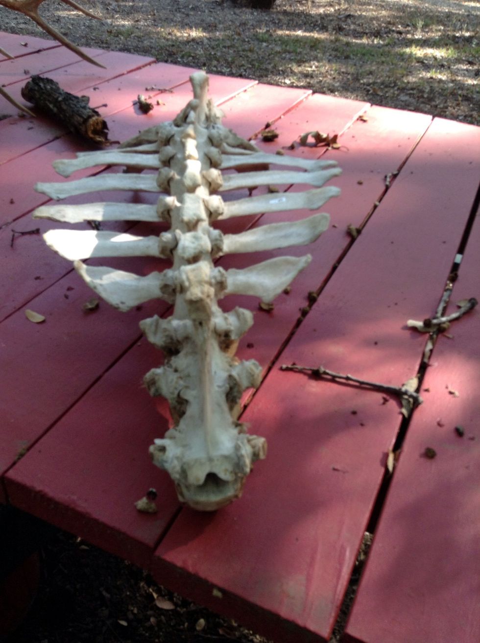 This is a spine of an animal. I wonder what a T-Rex's spine looked like?