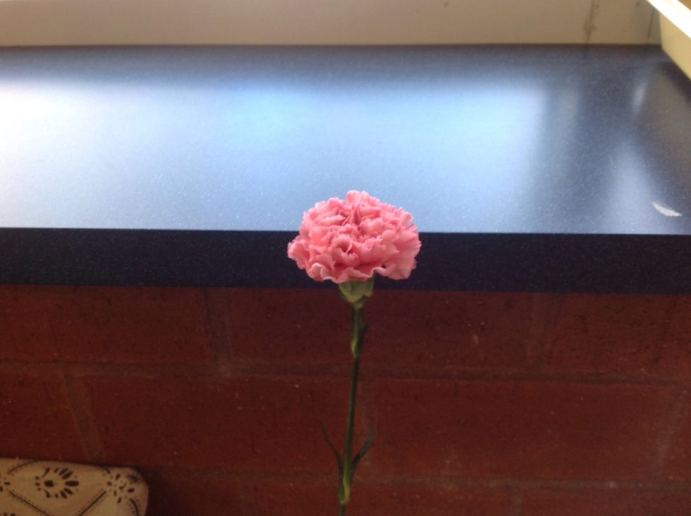 This is a standard carnation before it is added to the vase