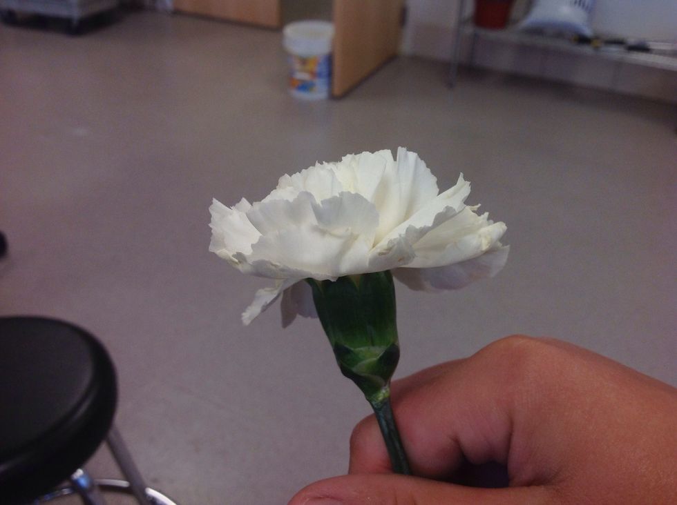 This is a standard white carnation before it was added to the bud vase. I used three of these in my bud vase.