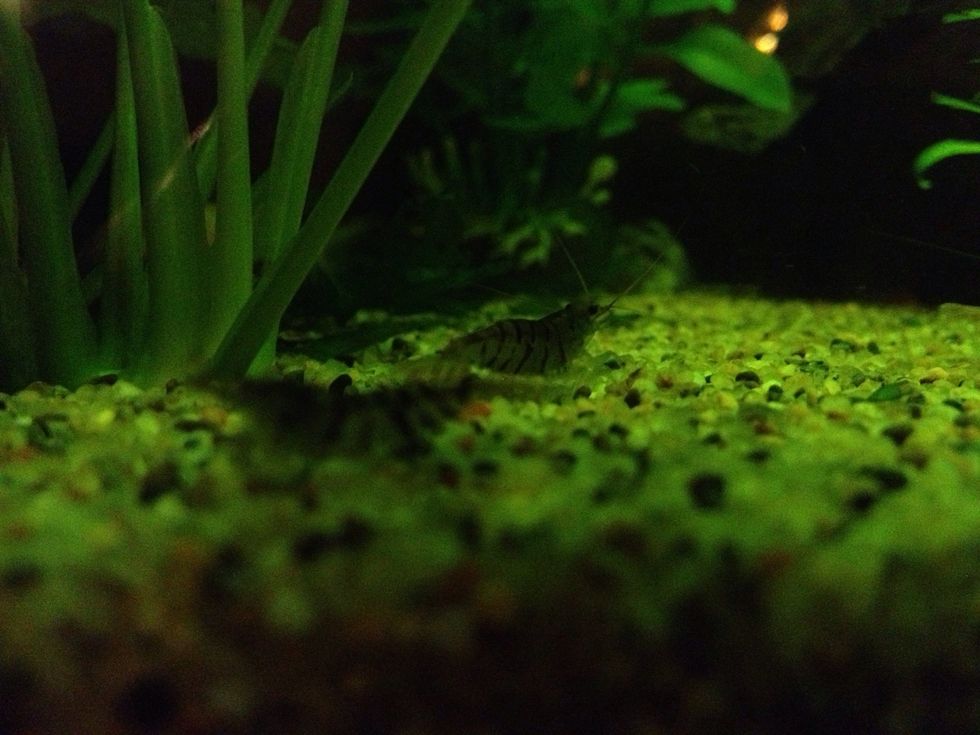 This is a Tiger Shrimp. They don't get big and are perfect for freshwater aquariums. My boyfriend has a prolific bunch in his tank, so he has bagged up 12 of them for me.