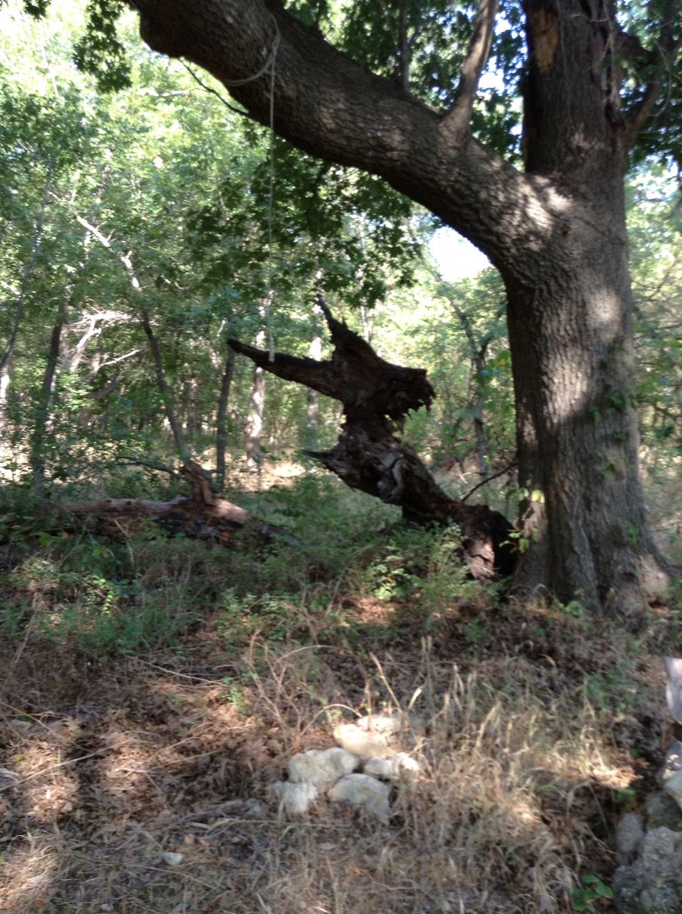 This is a top of a tree that fell from its original tree do to hot weather and the tree not getting enough water,doesn't it look like a witch!