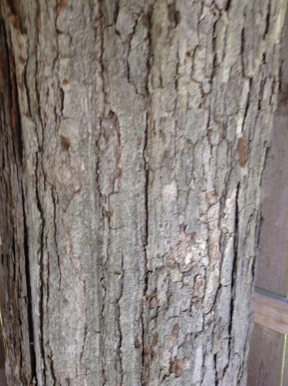 This is a tree trunk. It was weathered down by wind water and gravity. Things have hit it to weather it down