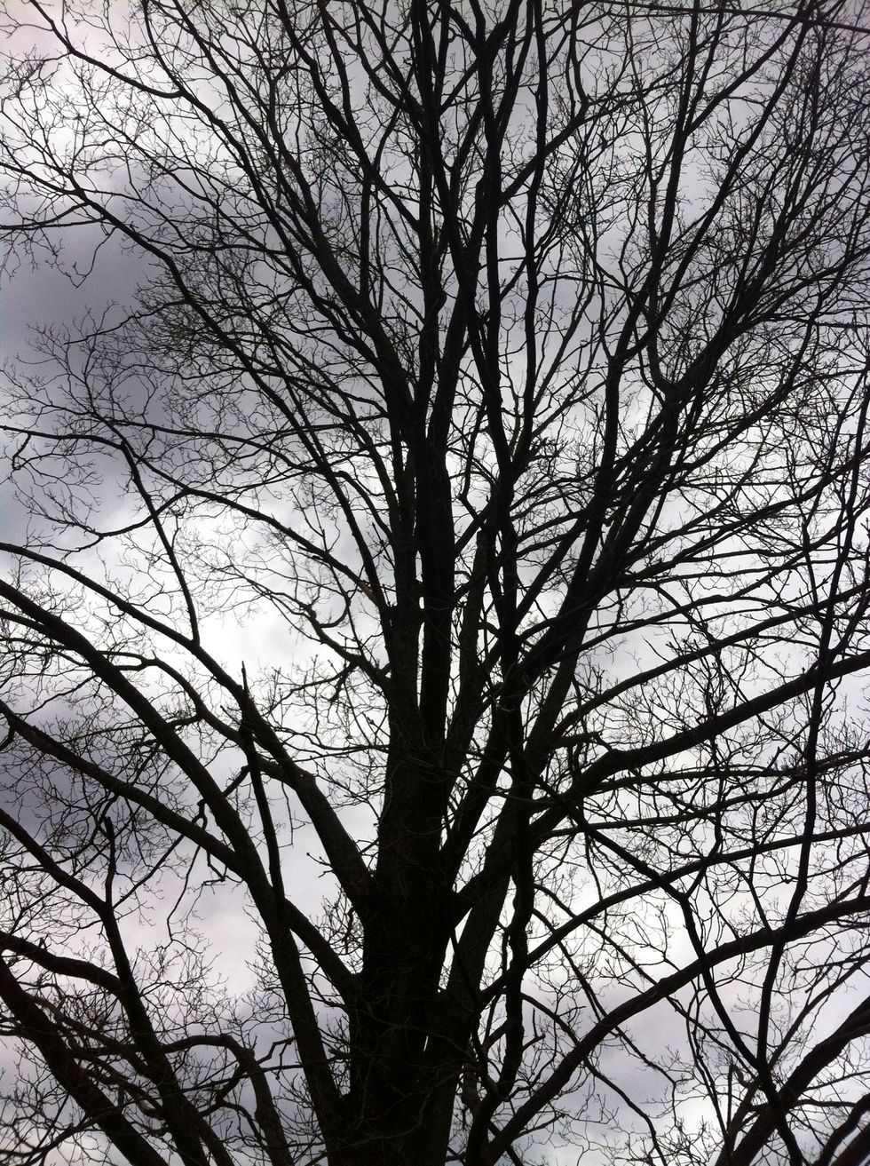 This is a view of the top of the tree. ( view will change depending on what tree thou is looking at, for instance, if one is looking at an oak, then the view will be of an oak)
