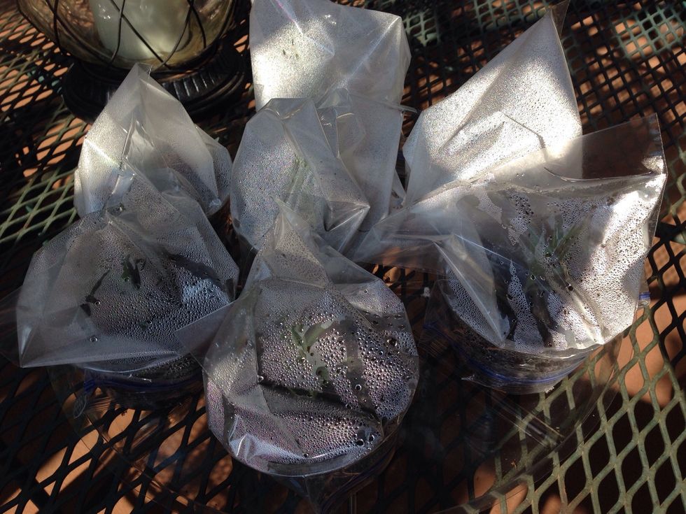 This is after a few hours in the sun. The bags keep the moisture inside for a long time. (You might want to stick a small stick straight up inside to keep the bag propped up.)