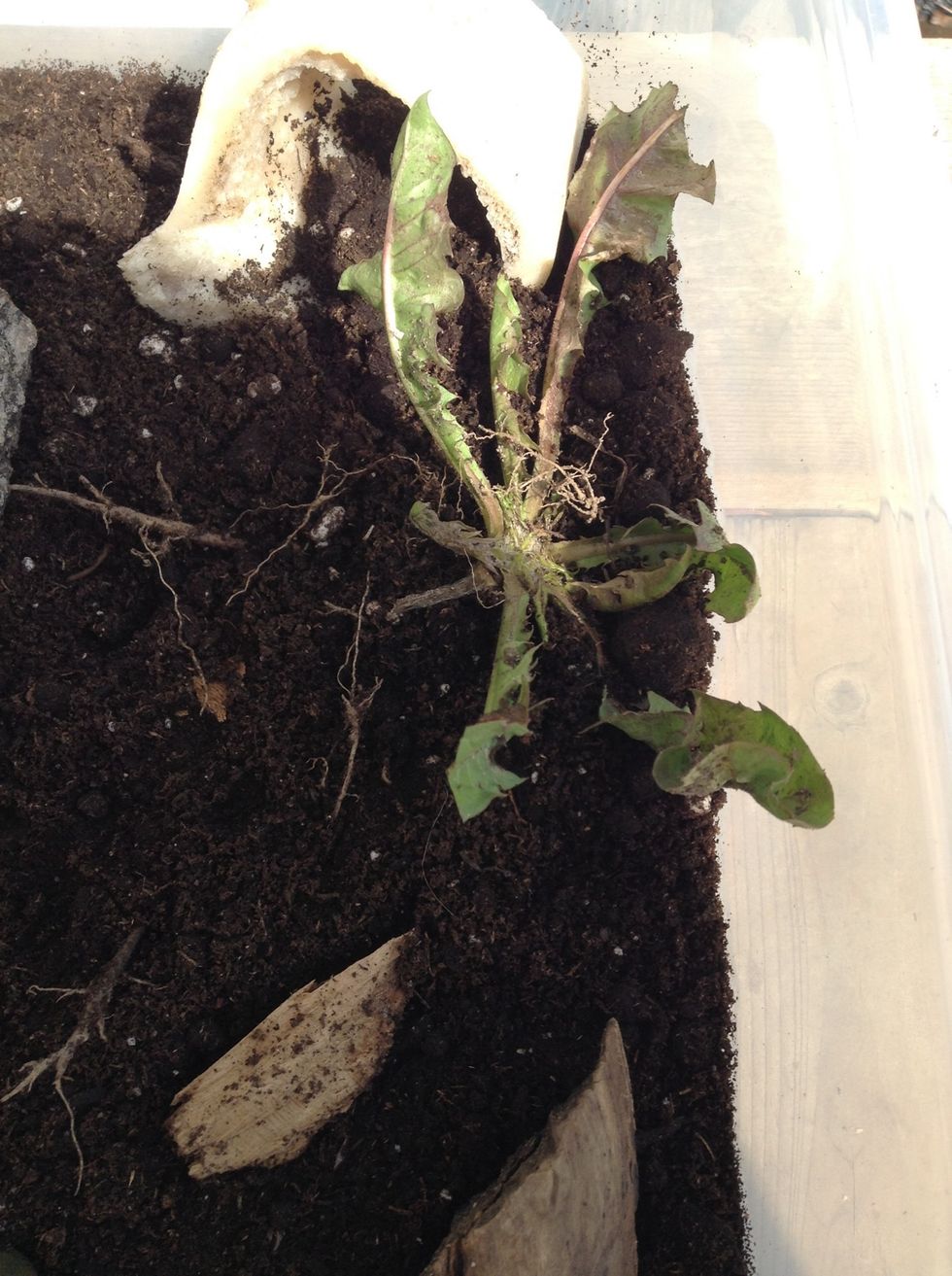 This is also optional, I put in a dandelion plant for them to feed on but I will still need to feed them lettuce daily