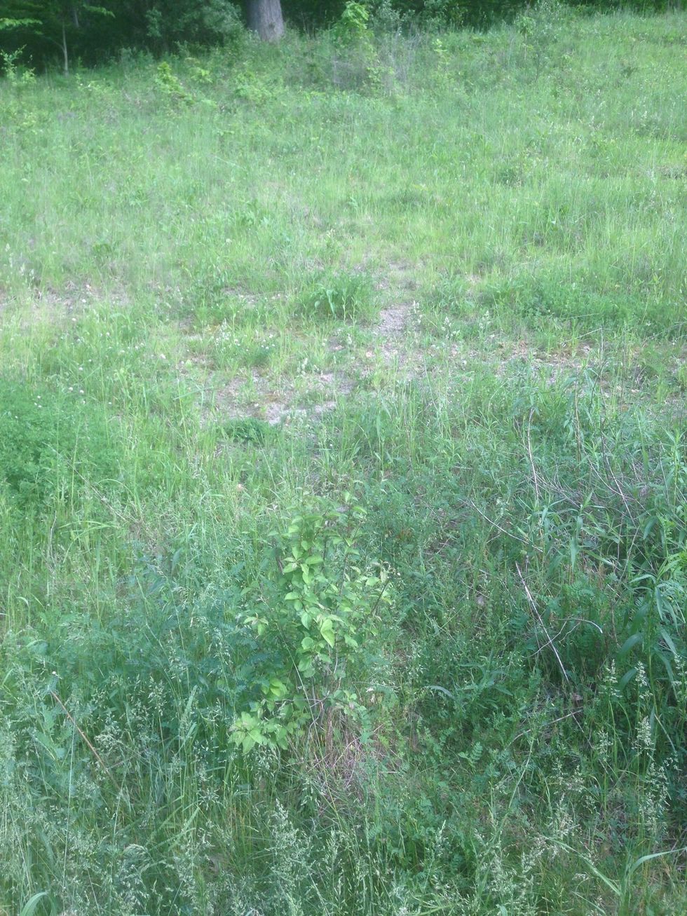 This is an example of erosion because rain poured down and wore away at the hillside creating lines.