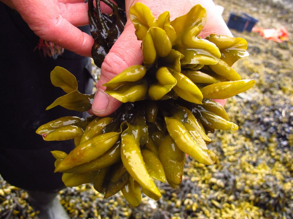 This is an example of the bladderwrack seaweed when it has moved onto a latter stage in its reproductive cycle. These can still be harvested; however the end product is not as good.