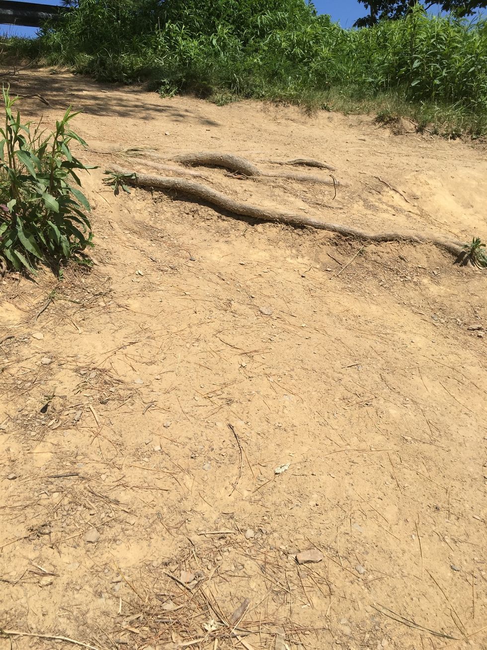This is an example of Weathering because as you can see the root outlines a step and that was formed by either wind or water breaking through the soil.