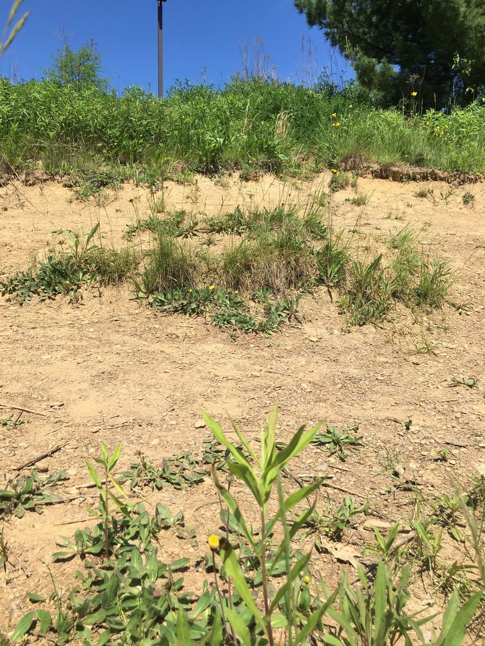 This is an example of Weathering because there is a step sort of thing and that was dug out by water and or wind.