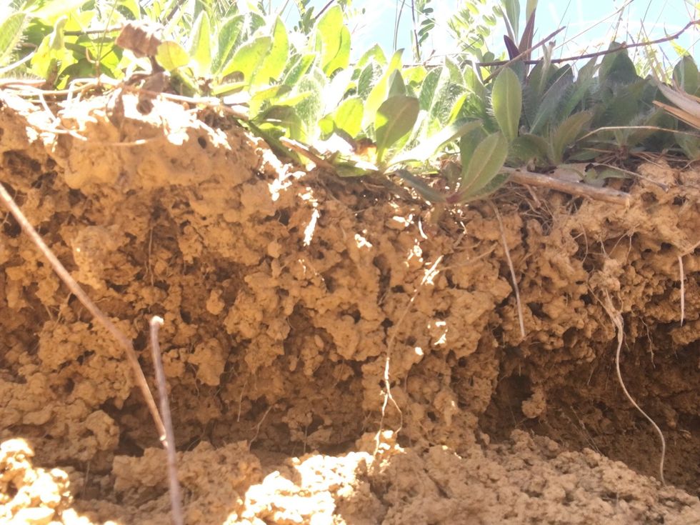 This is an example of weathering. We found this on the hill next to the plsyground. We can infer this is weathering because it looks like the dirt was worn down by water.