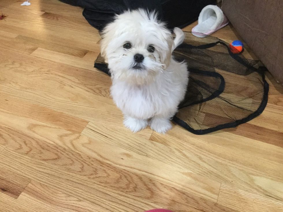 This is Bella, she is a Shih Tzu\ud83d\ude04