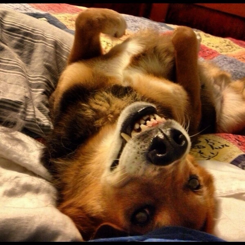 This is Brown Dog, also known as Brownie.