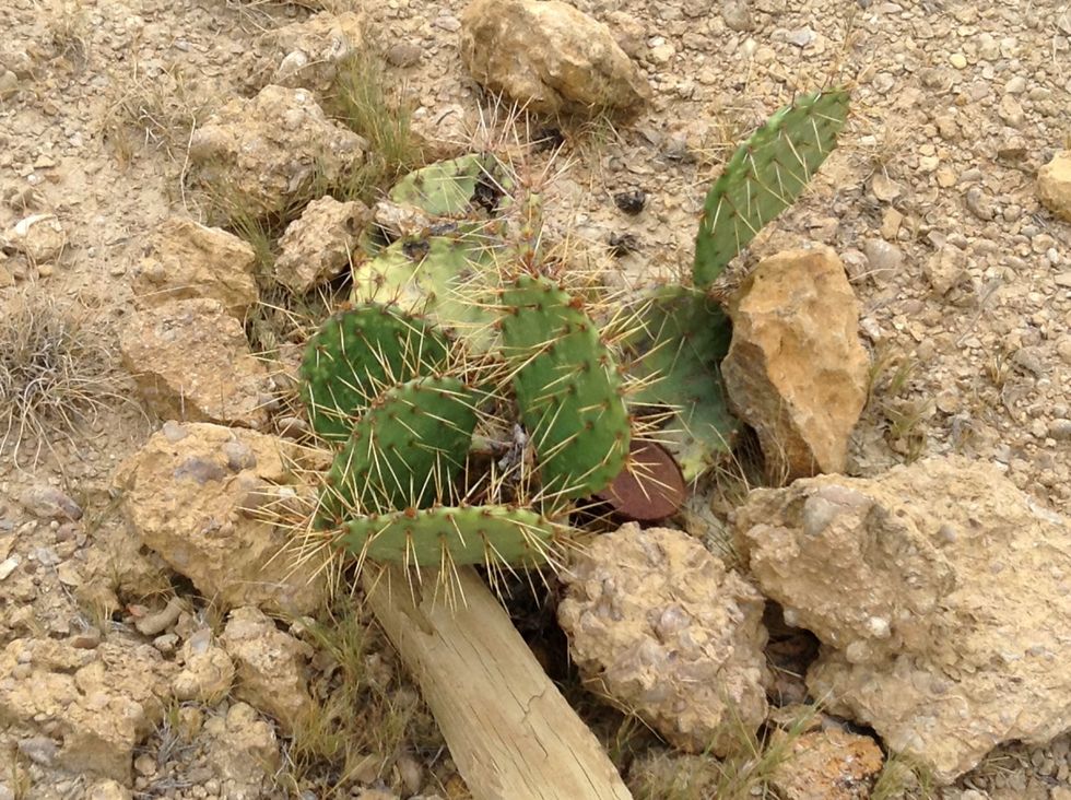 This is cactus it is very prickly don't touch it !