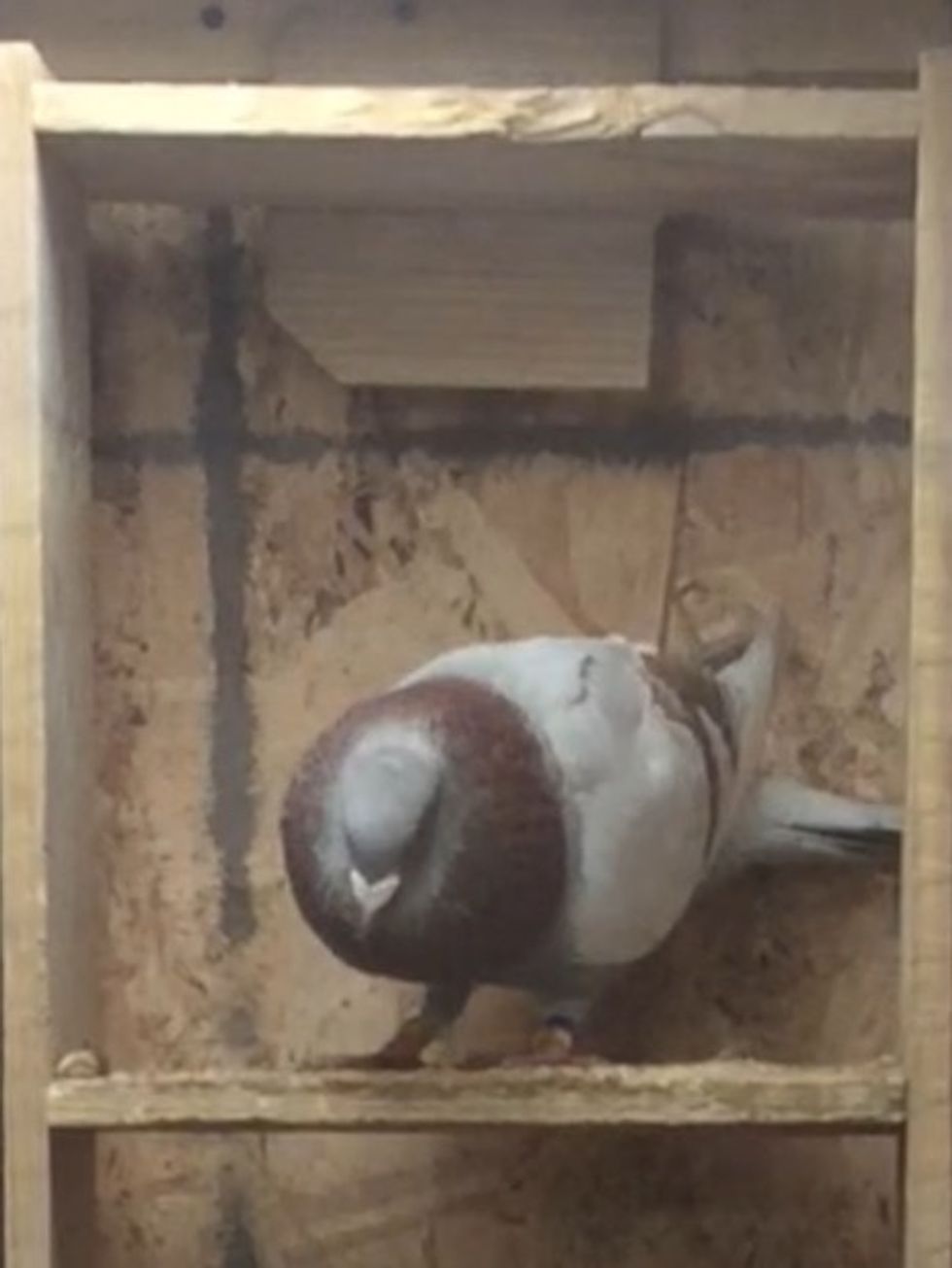 This is Devil Boy, He is one year old.