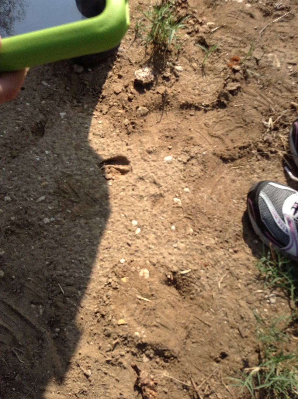 This is either a ground hog or a deer print.