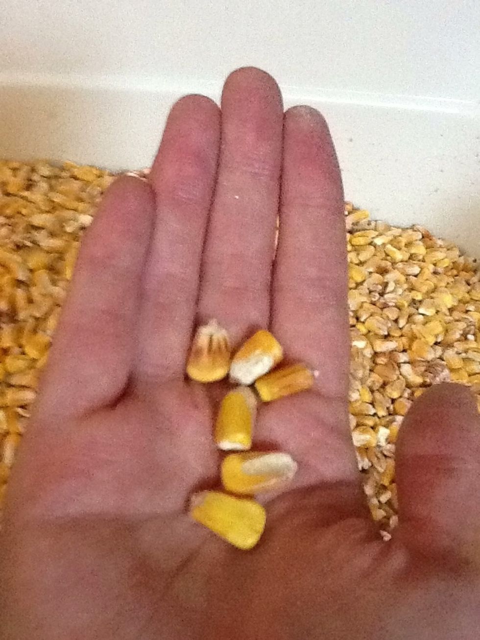 This is feed corn, NOT frozen, NOT canned and definitely NOT popcorn! you can buy it at a feed store as its just that animal feed. You can find it online also if you don't live somewhere rural.