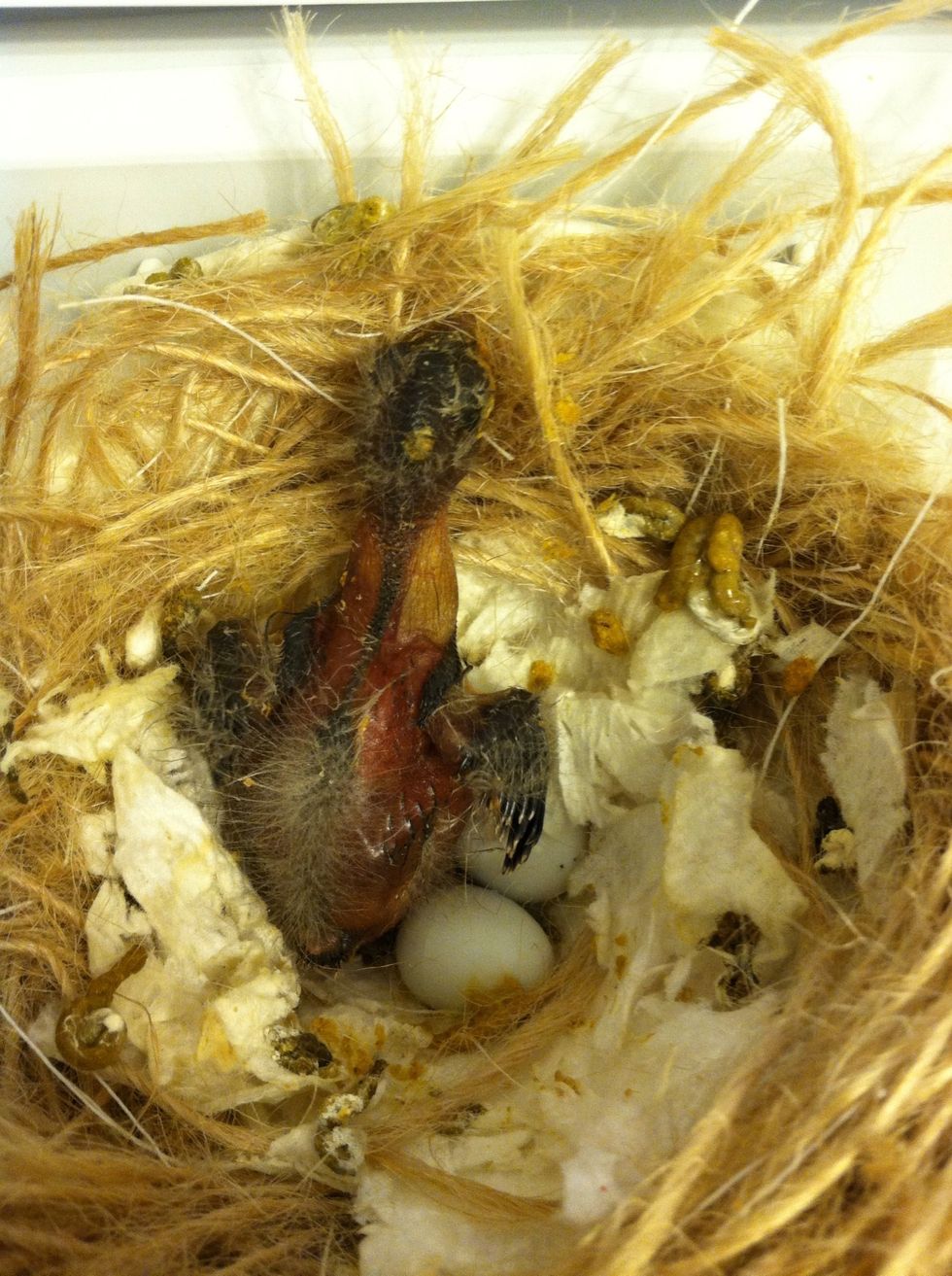 This is Herb at around 6 days. He is much stronger and can now stand up feebly on his feet when feeding. His wings are growing nicely and his body is taking a nice shape.