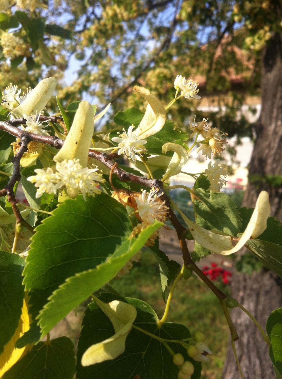 This is how the right flower to be picked should look like:)