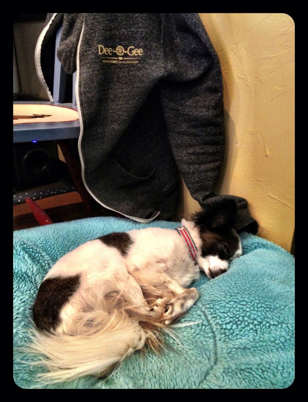 This is Jericho, hard at work at Dee-O-Gee. Jericho has Addison's disease, making him prone to weight gain. So, we have him on a unique mixture of dog foods and supplement, detailed in the following.