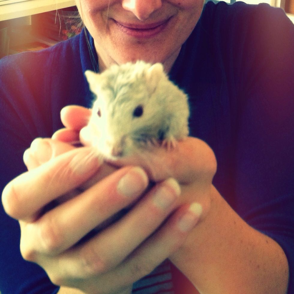 This is Johnny. Johnny had a very painful, red, swollen nose, so we took him to the vet. He was diagnosed with dermatitis (inflammation of the skin) and was given an antibiotic.