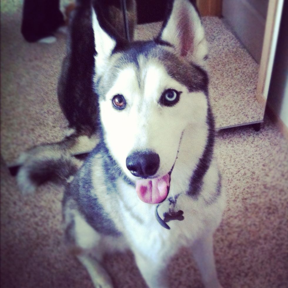 This is kaiser vi's baby hehe - he says ur almost finished ! Quit looking at me and get going kekeke
